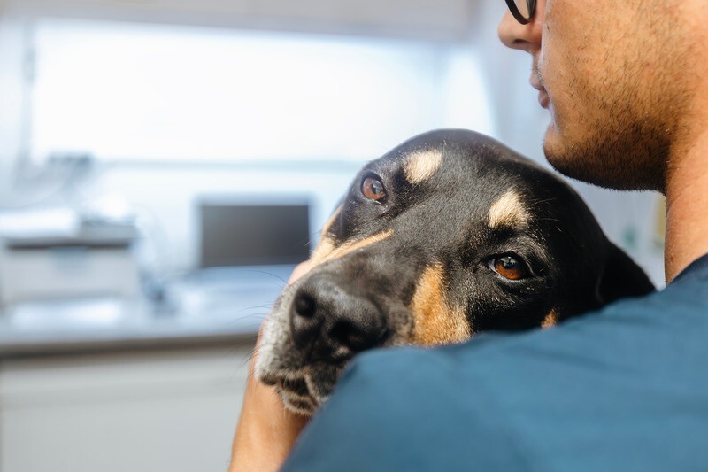 AC Hire Protects Animal Welfare During Summer AC Hire Protects Animal Welfare During Summer