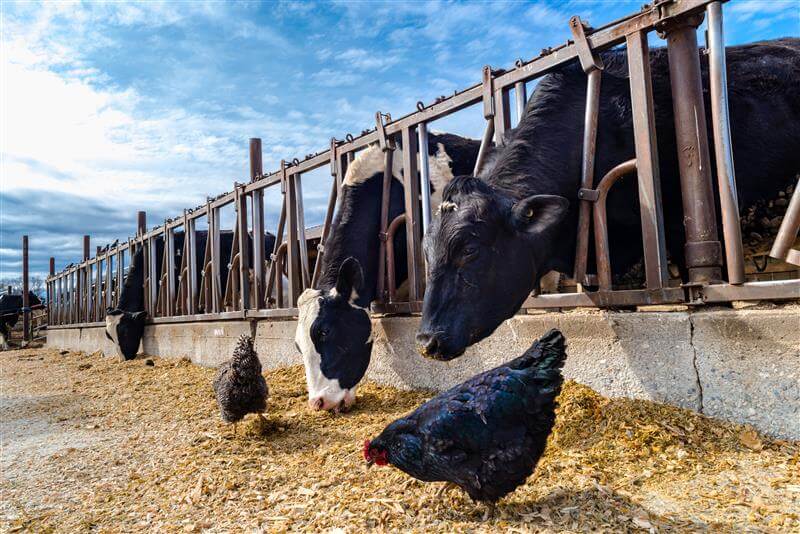 Farm scene with dairy cows and chickens in a barnyard, representing milk and poultry production in warm weather Farm scene with dairy cows and chickens in a barnyard, representing milk and poultry production in warm weather